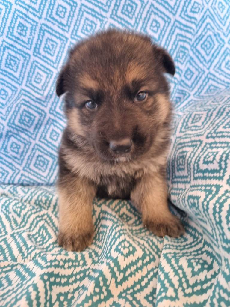 GERMAN SHEPHERD PUPPIES 