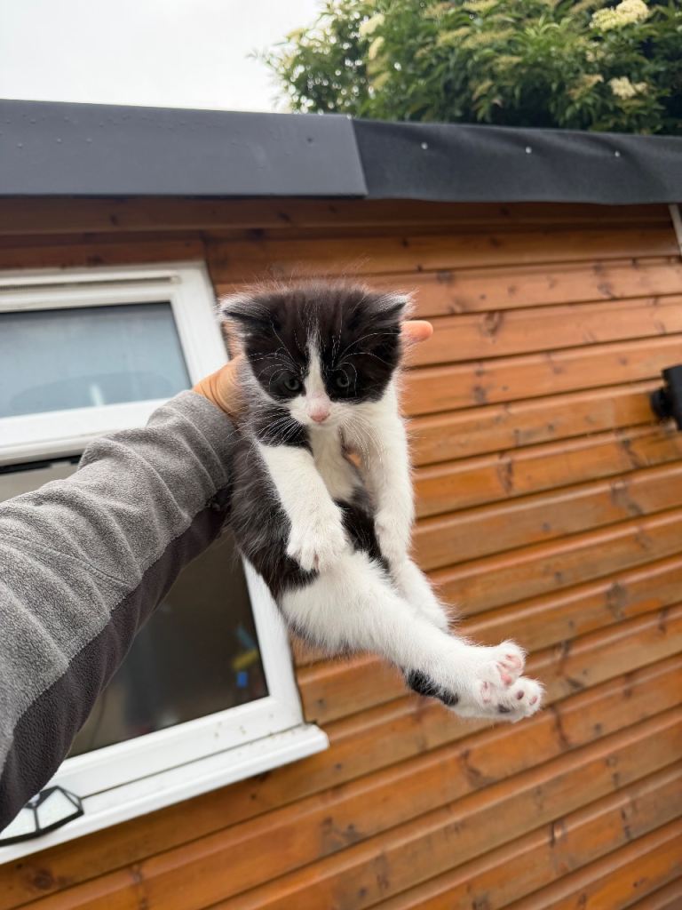 FLUFFY KITTENS 