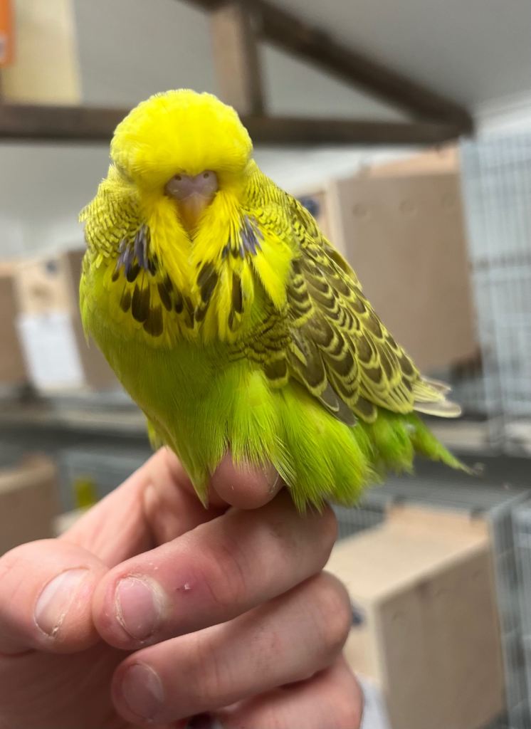 Budgies for sale 