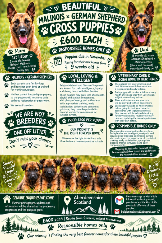 Belgian Malinois X GSD pups for sale
