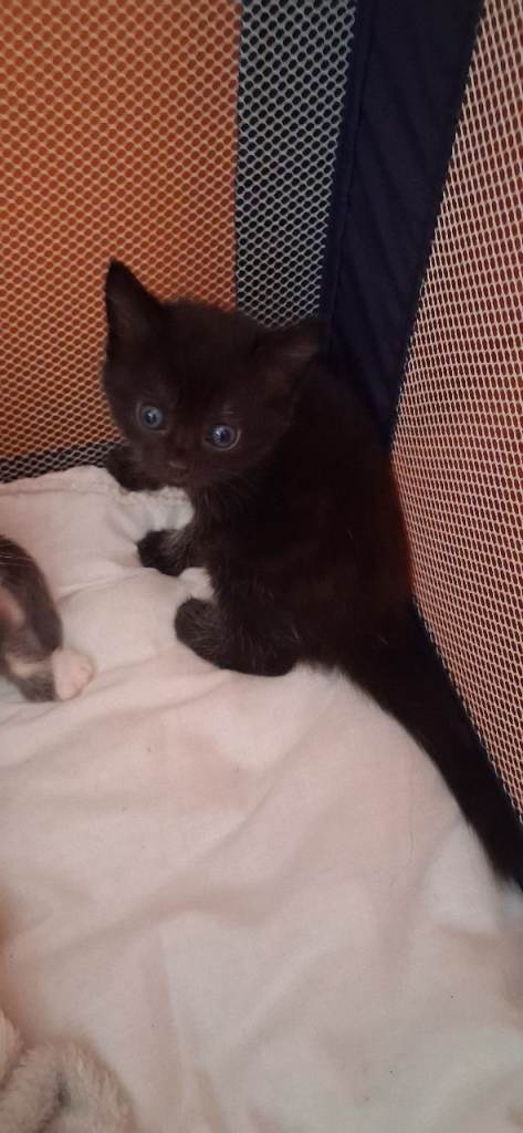 2 beautiful girl kittens 