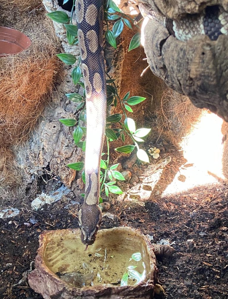 Royal Python -please read description before contacting. 