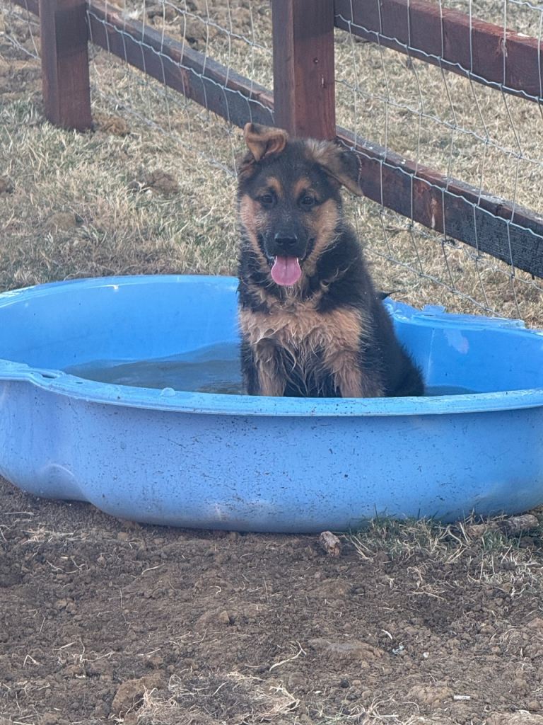 German shepherd puppy 