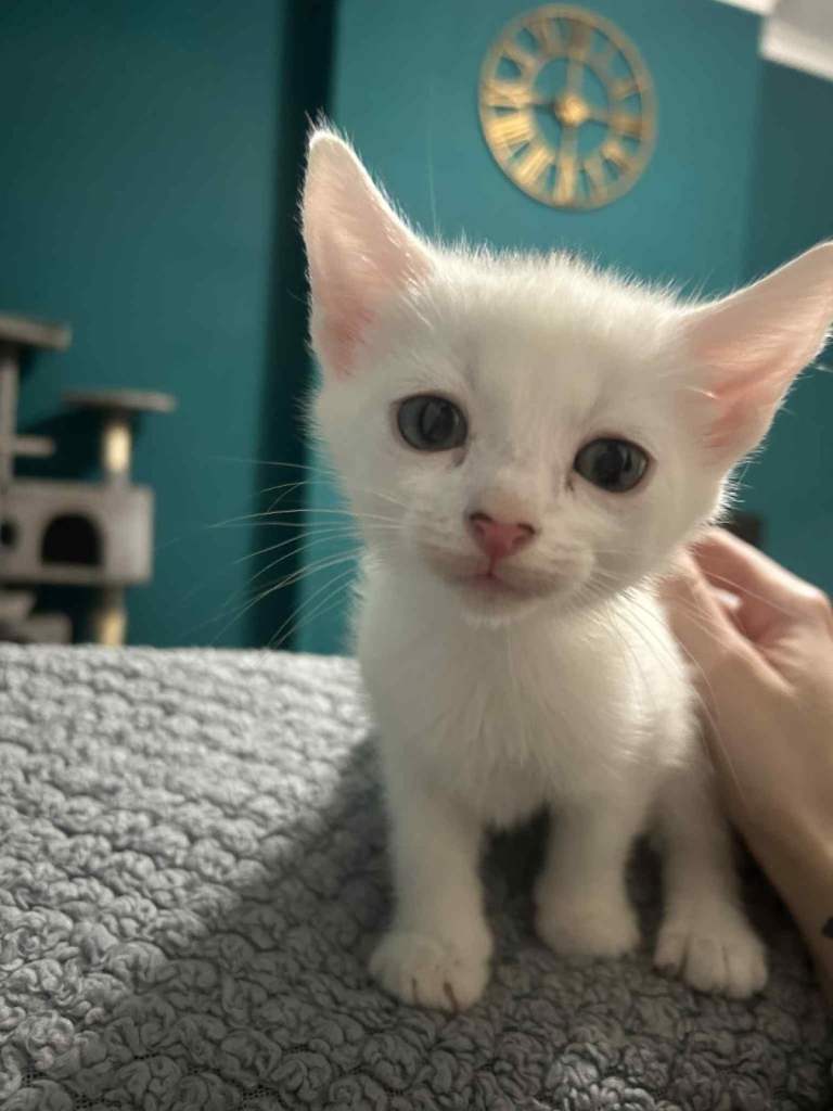 Kittens ready for forever homes 