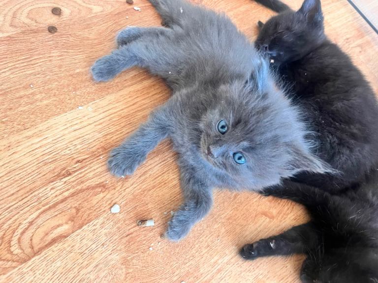 Kittens for sale 