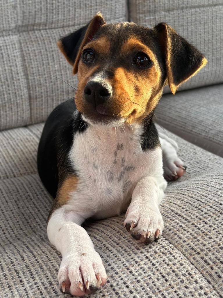 Traditional short-legged Jack Russell puppy’s.