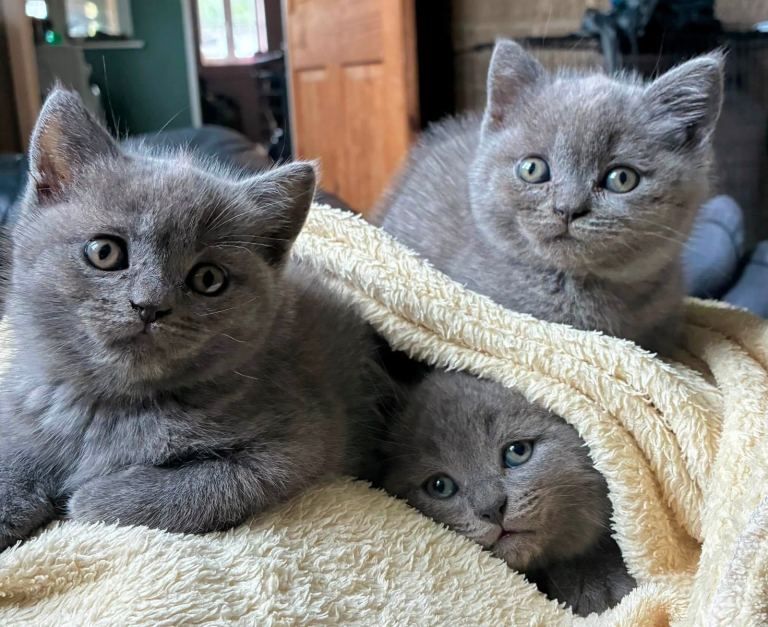Litter trained, loving BSH well raised kittens 