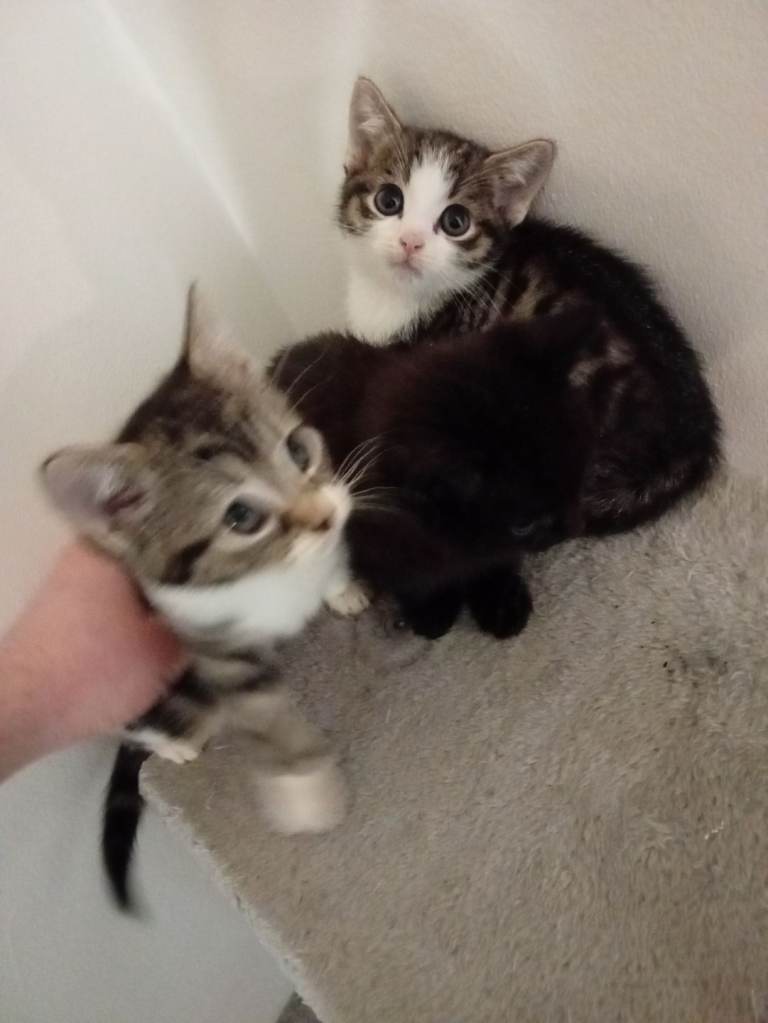 Kittens 