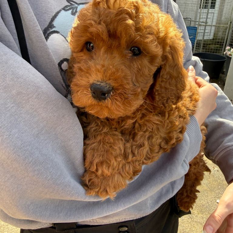 Cavapoo f1b 