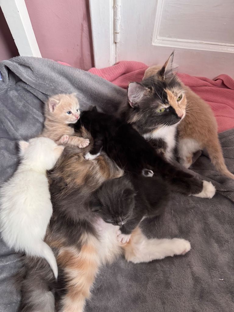 Ragdoll X kittens for sale (3 left)