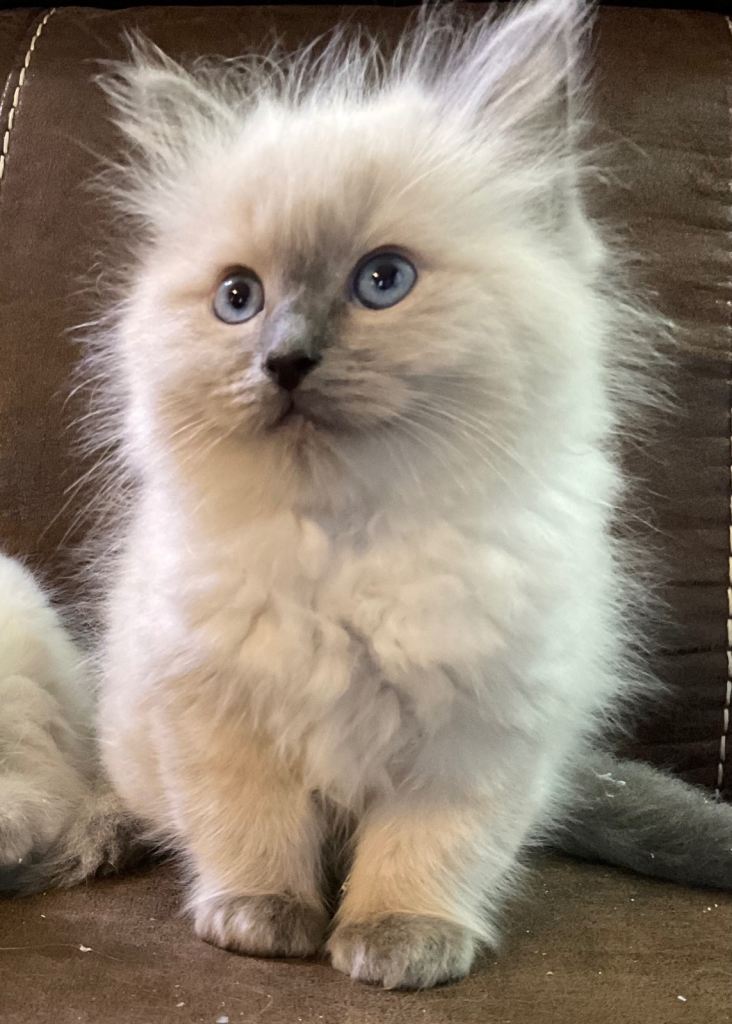 3 beautiful purebred blue mitted ragdoll boys