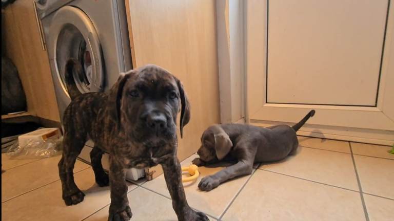 READY TO LEAVE! BIG, CHUNKY Cane Corso puppies! Outstanding bloodline. 