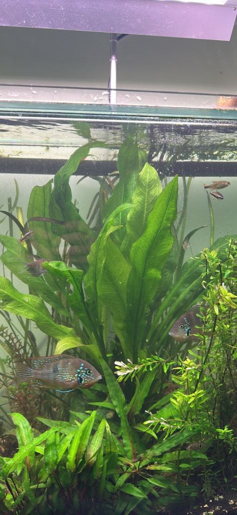 Amazon Sword aquarium plant (Echinodorus grisebachii)
