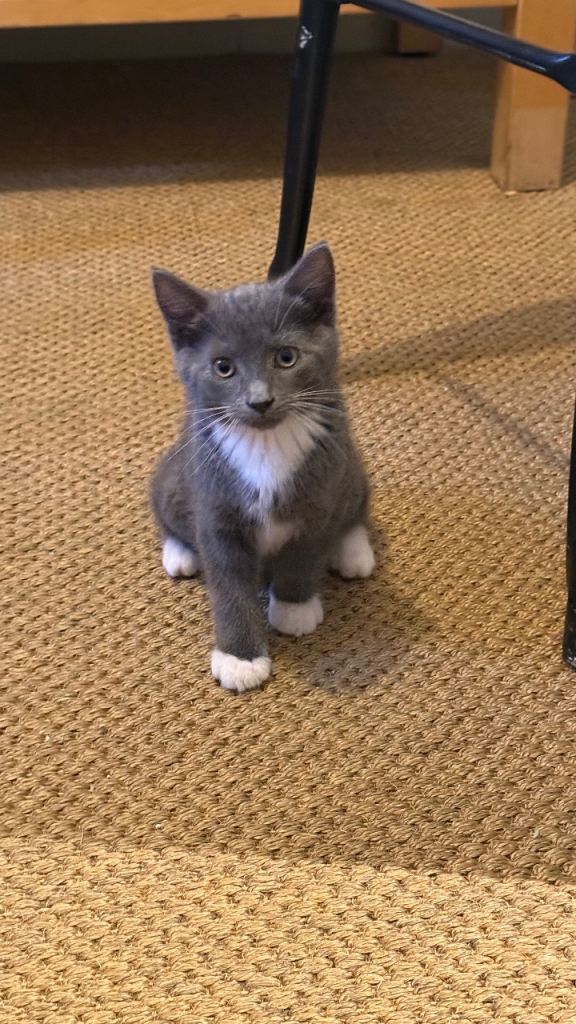 Adorable & healthy 9 weeks male kitten for sale !!