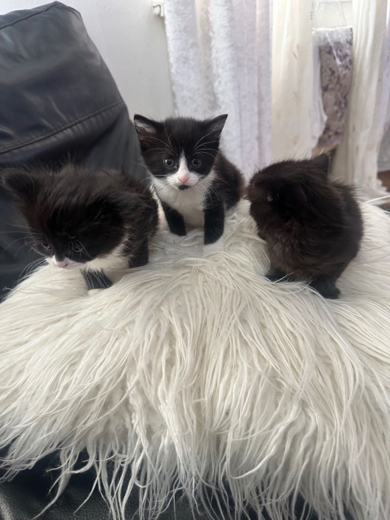 Three cat