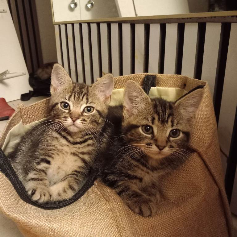 Lovely kittens