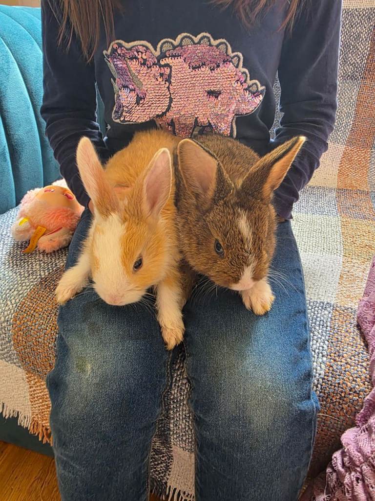 Bunnies 