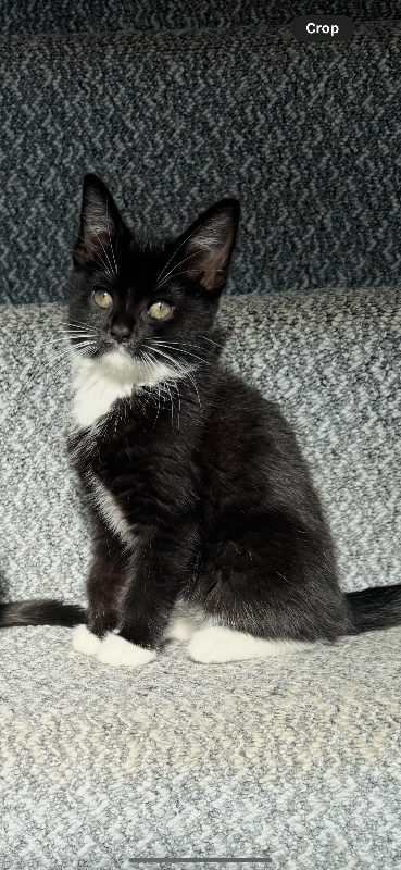 Tuxedo girl, cat