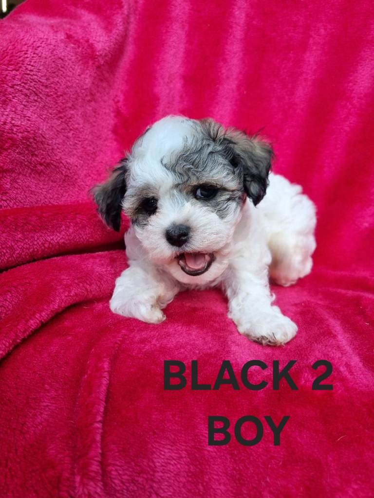 Bichon puppies for sale 