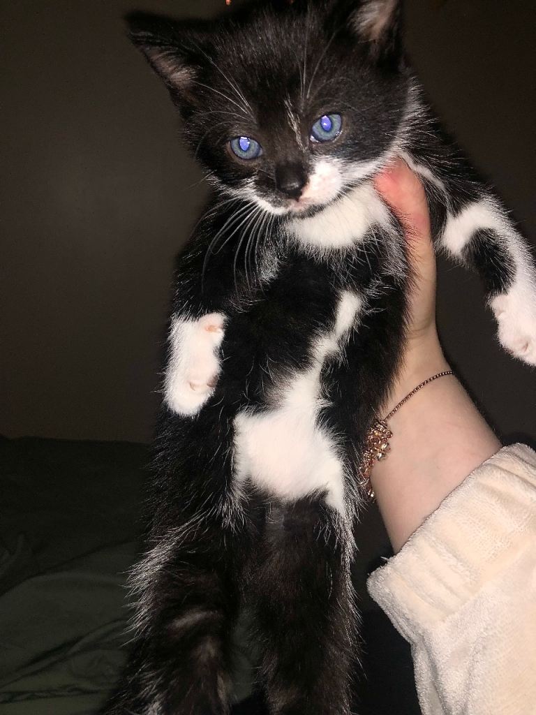 blue eyed black and white kitten 