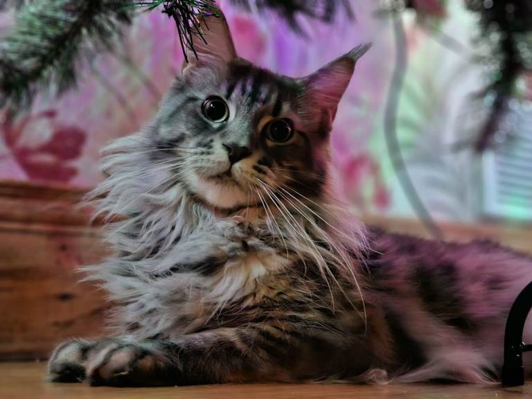 Maine coon 