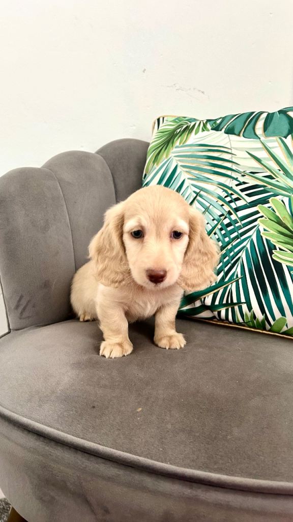 Adorable cream mini long haired dachshund puppies