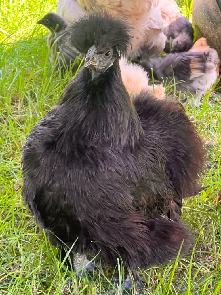 Rare Miniature Citron Silkie & Black Silkie Chicken