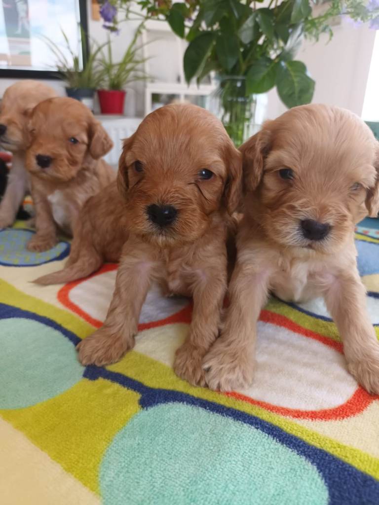 F1 STUNNING SHOW LINE COCKAPOO PUPPIES FOR SALE 