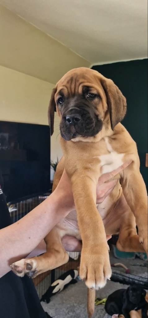 Cane corso puppies 