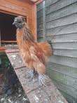 Silkie Cockerels Looking for a New Home