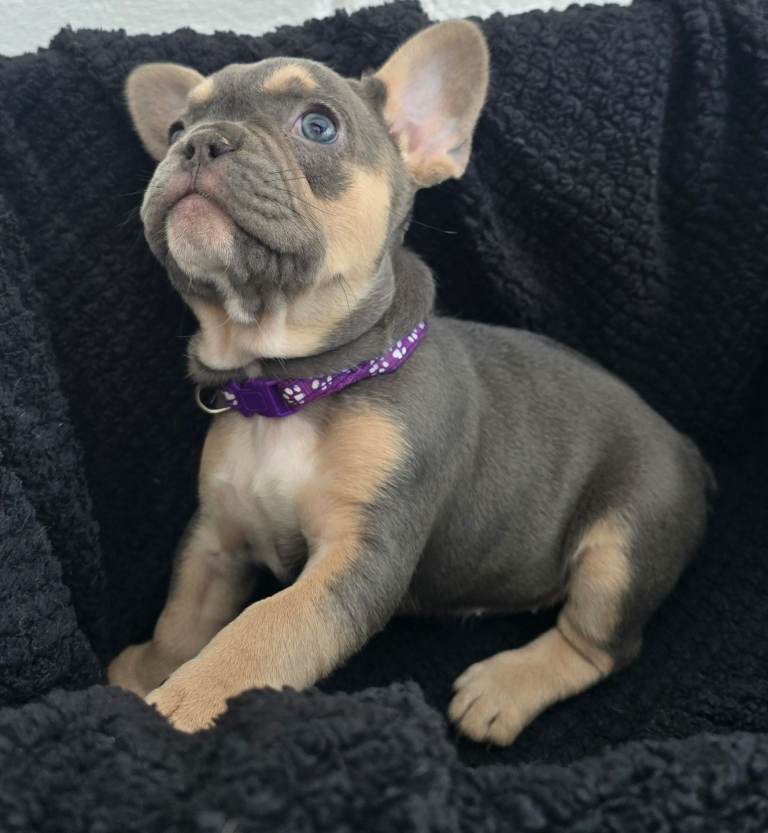 Blue French Bulldog Pups. 2 Girls Left, Ready Now!