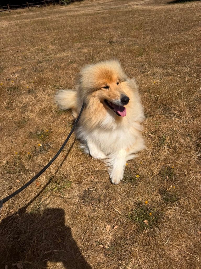 Rough collie for sale 