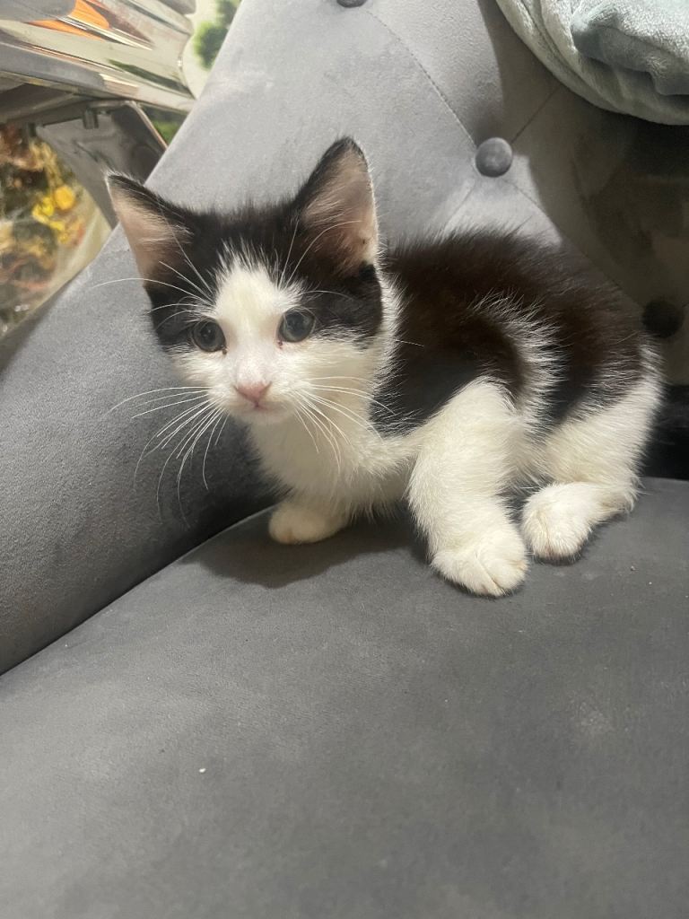 Hi selling my kitten 