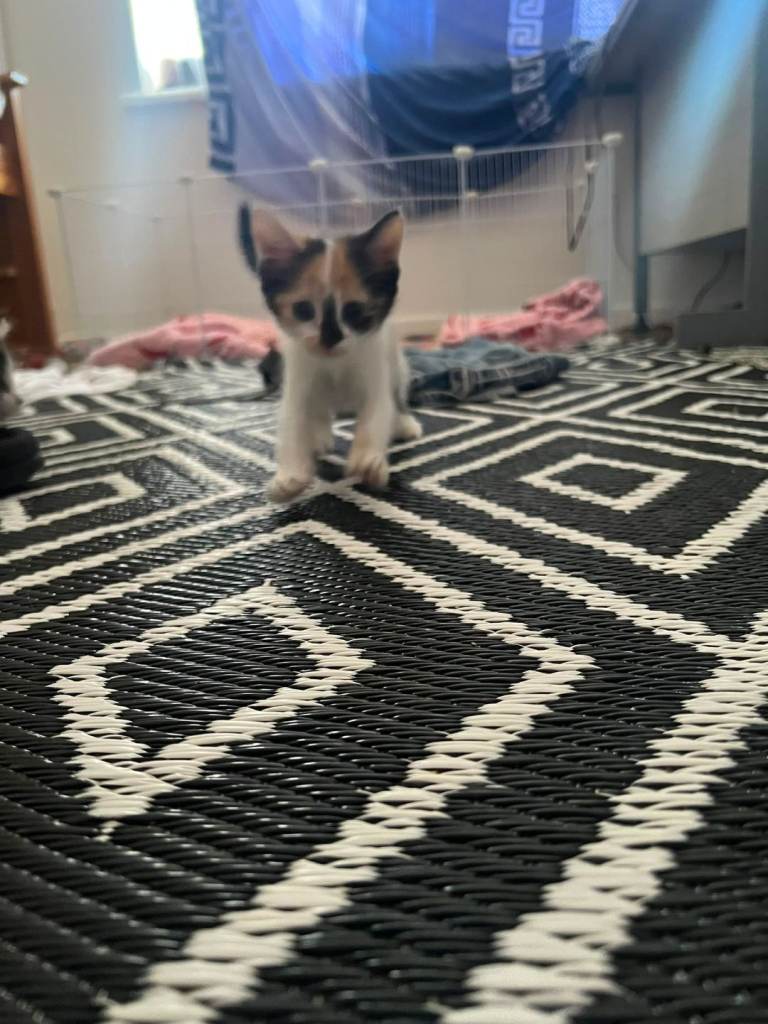 Kittens for sale