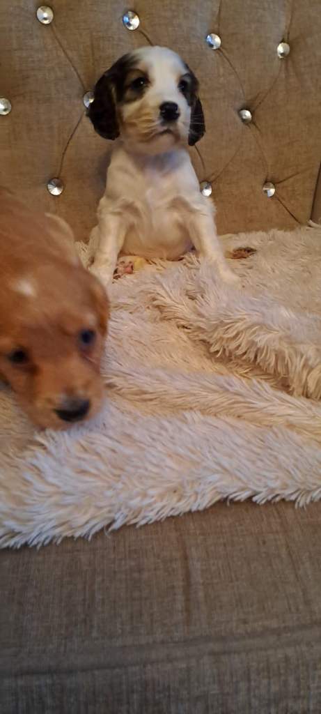 Kc cocker spaniel pups.