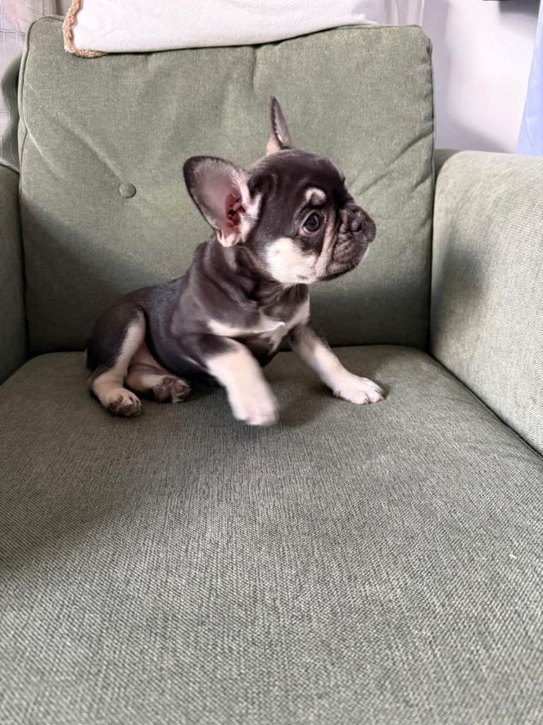 French bulldog puppy