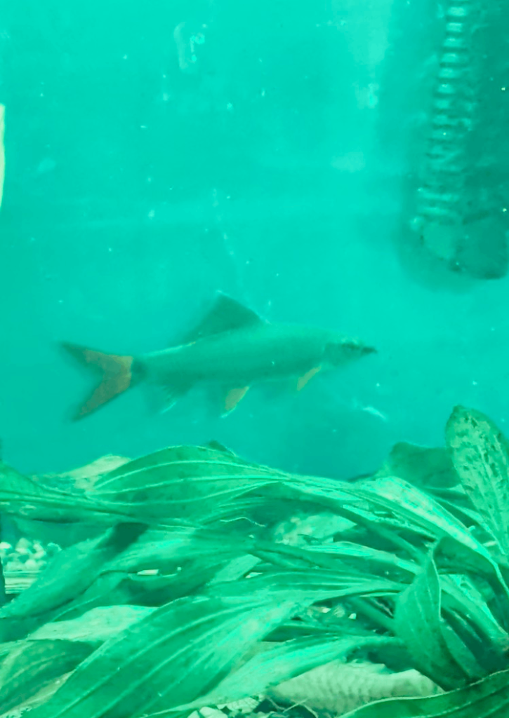 Ruby shark (freshwater fish)