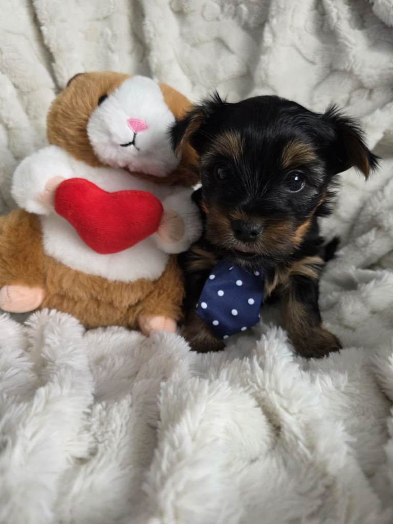 Yorkshire Terriers Pups Mini