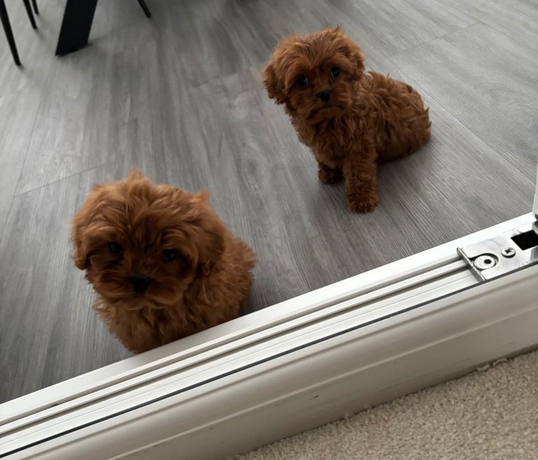 F1 toy Cavapoos health tested 