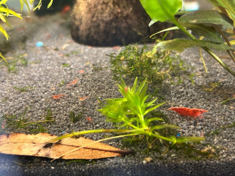 Red Cherry Shrimp Baby’s 