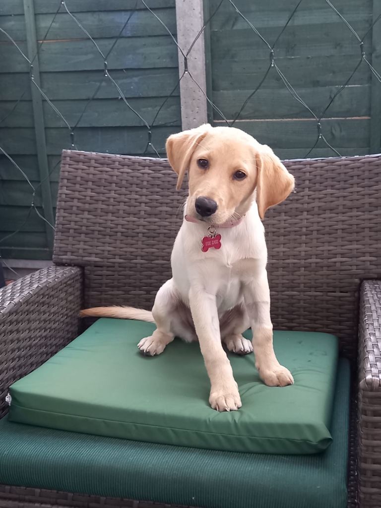 Labrador puppy 