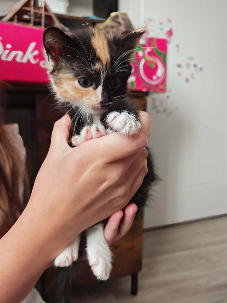Kittens 
