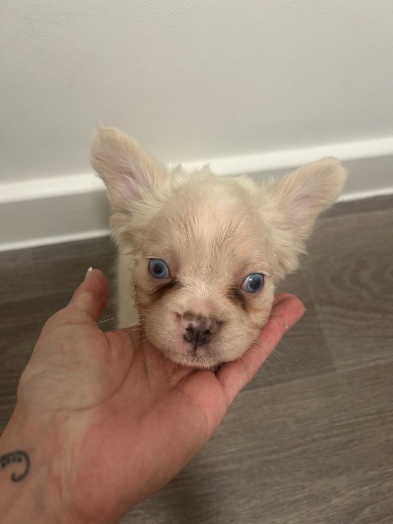 KC reg fluffy frenchie pup