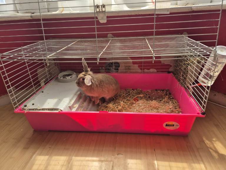  rabbits