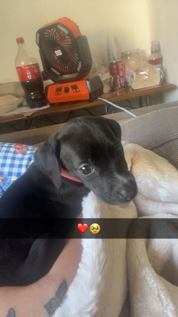 Welsh collie x whippet 