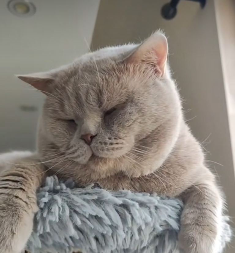 Stunning Male Lilac British Shorthair Kitten