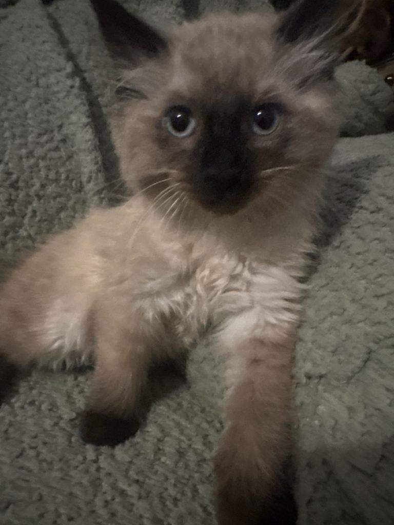 Playful kitten