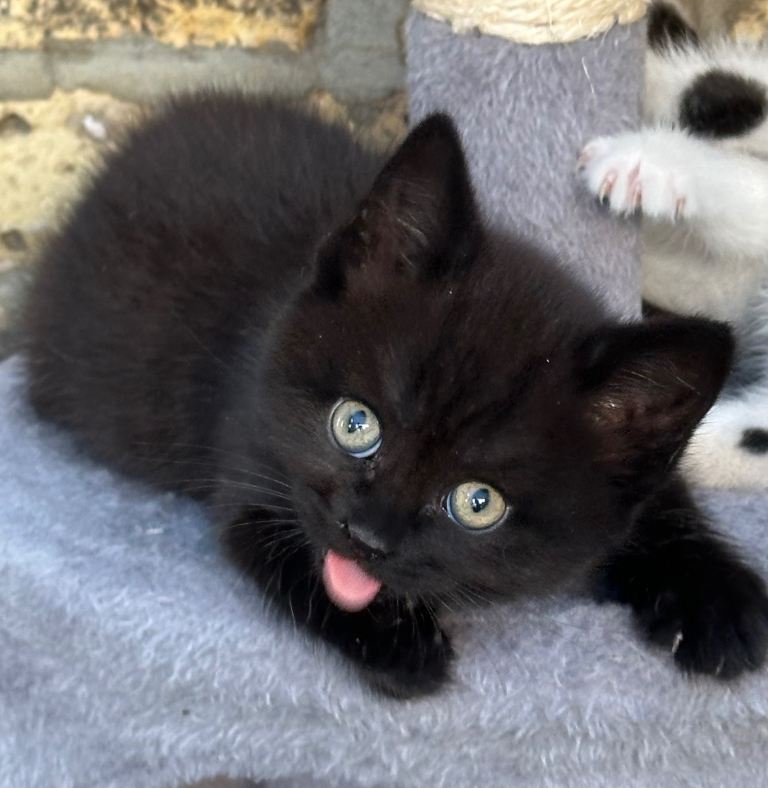 Pepsi and Cola