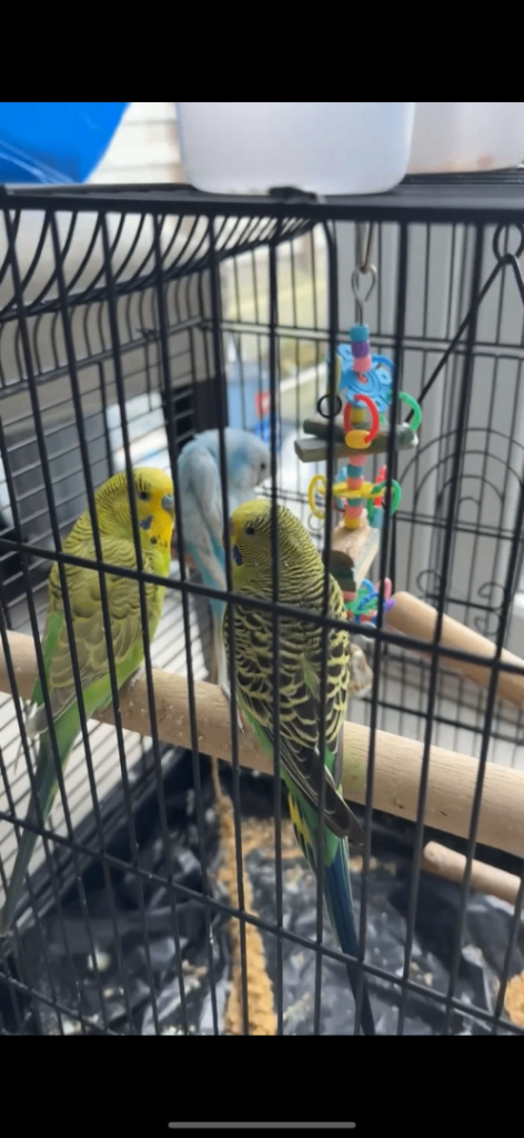Budgies 