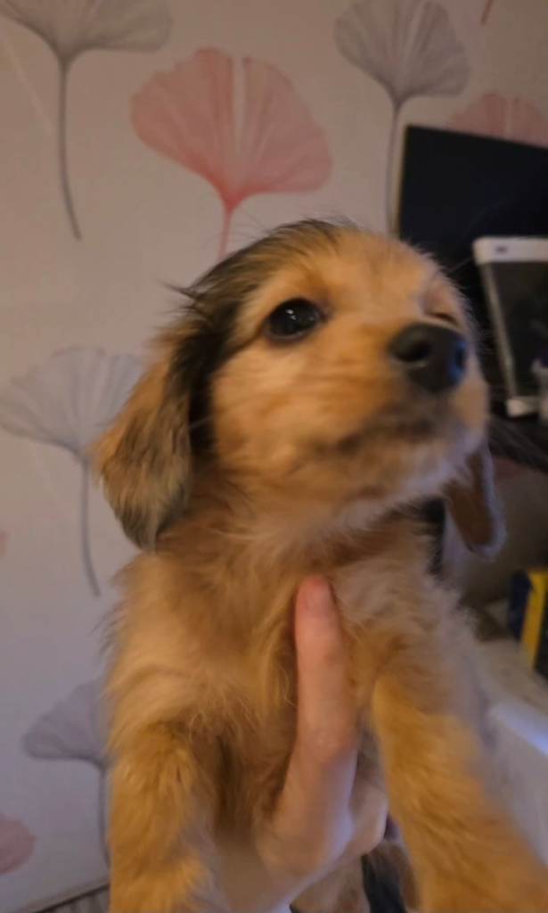 Dachsund x porkie pup for sale 